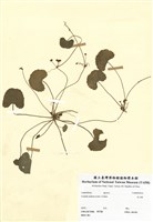 藏品(老公根)的圖片